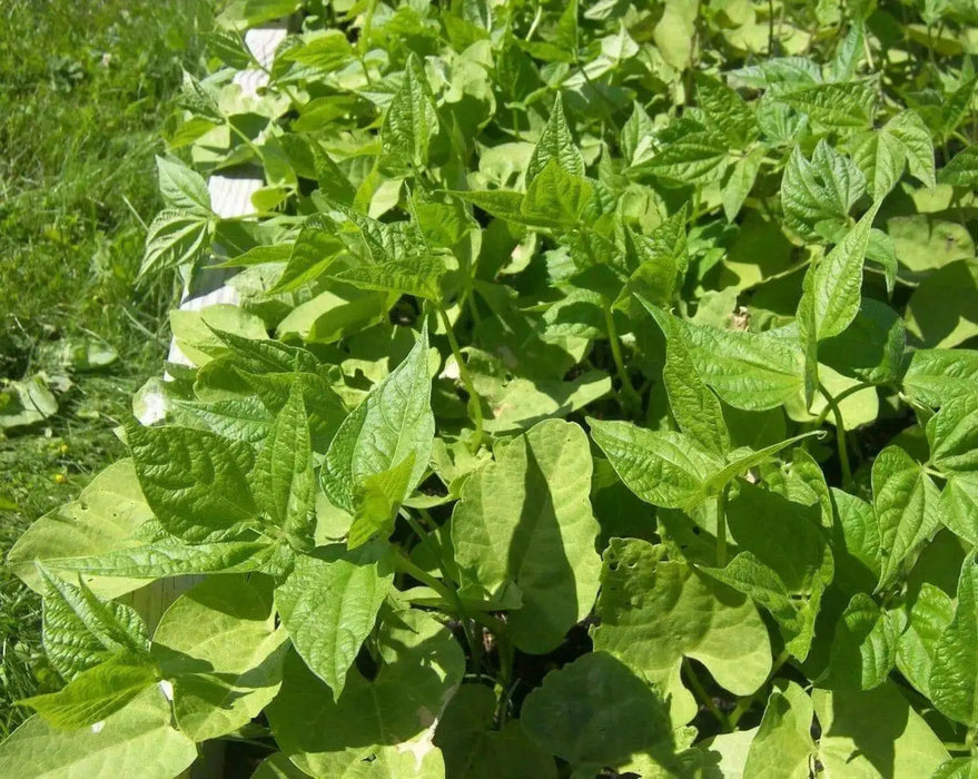Blue Lake Bush Bean - Caribbean garden seed