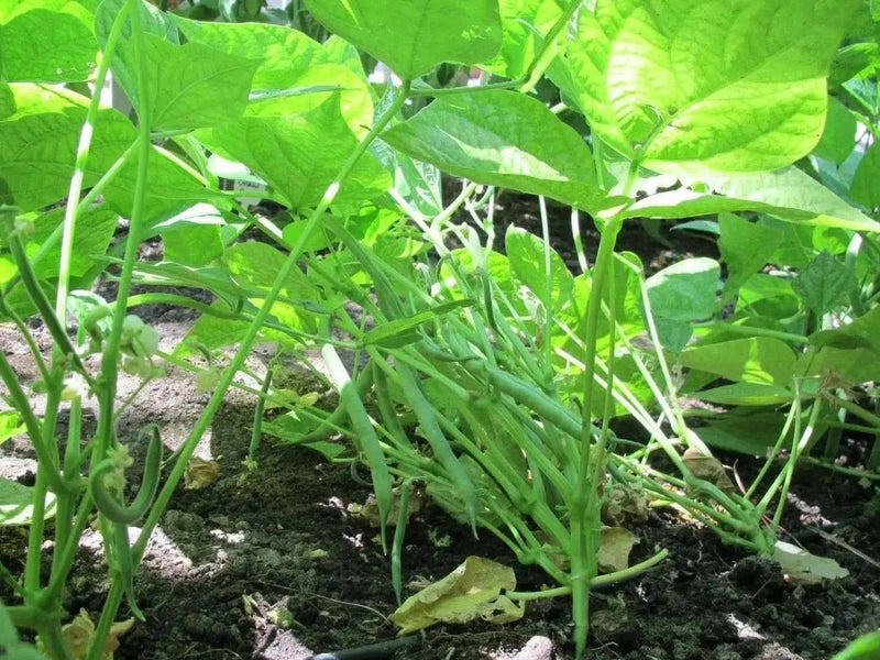 Blue Lake Bush Bean - Caribbean garden seed