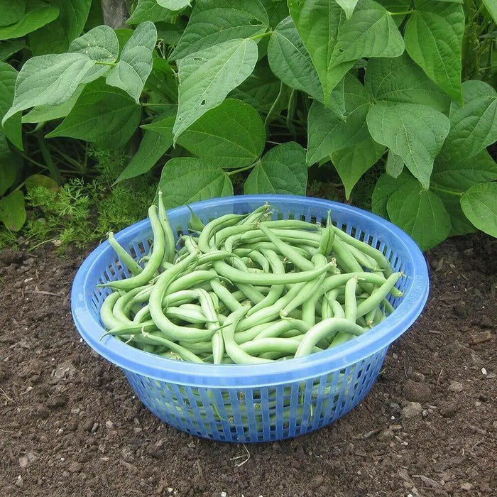 Blue Lake 274 Bush Bean Seeds. A classic bush bean, produces a huge crop of flavorful beans - Caribbean garden seed
