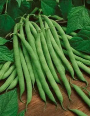 Blue Lake 274 Bush Bean Seeds. A classic bush bean, produces a huge crop of flavorful beans - Caribbean garden seed