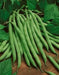 Blue Lake 274 Bush Bean Seeds. A classic bush bean, produces a huge crop of flavorful beans - Caribbean garden seed