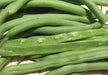 Blue Lake 274 Bush Bean Seeds. A classic bush bean, produces a huge crop of flavorful beans - Caribbean garden seed