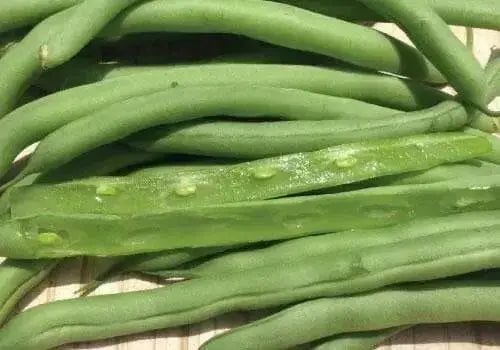 Blue Lake 274 Bush Bean Seeds. A classic bush bean, produces a huge crop of flavorful beans - Caribbean garden seed