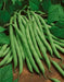 Blue Lake POLE  Bean SEEDS - Caribbean garden seed