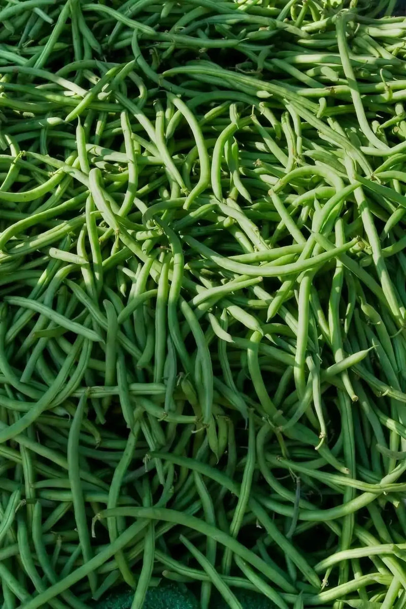 Blue Lake POLE  Bean SEEDS - Caribbean garden seed