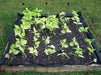 Blue Lake POLE  Bean SEEDS - Caribbean garden seed