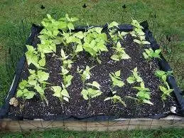 Blue Lake POLE  Bean SEEDS - Caribbean garden seed