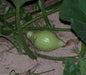 Blue Hubbard (Winter Squash Seed) - Caribbean garden seed