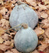 Blue Hubbard (Winter Squash Seed) - Caribbean garden seed