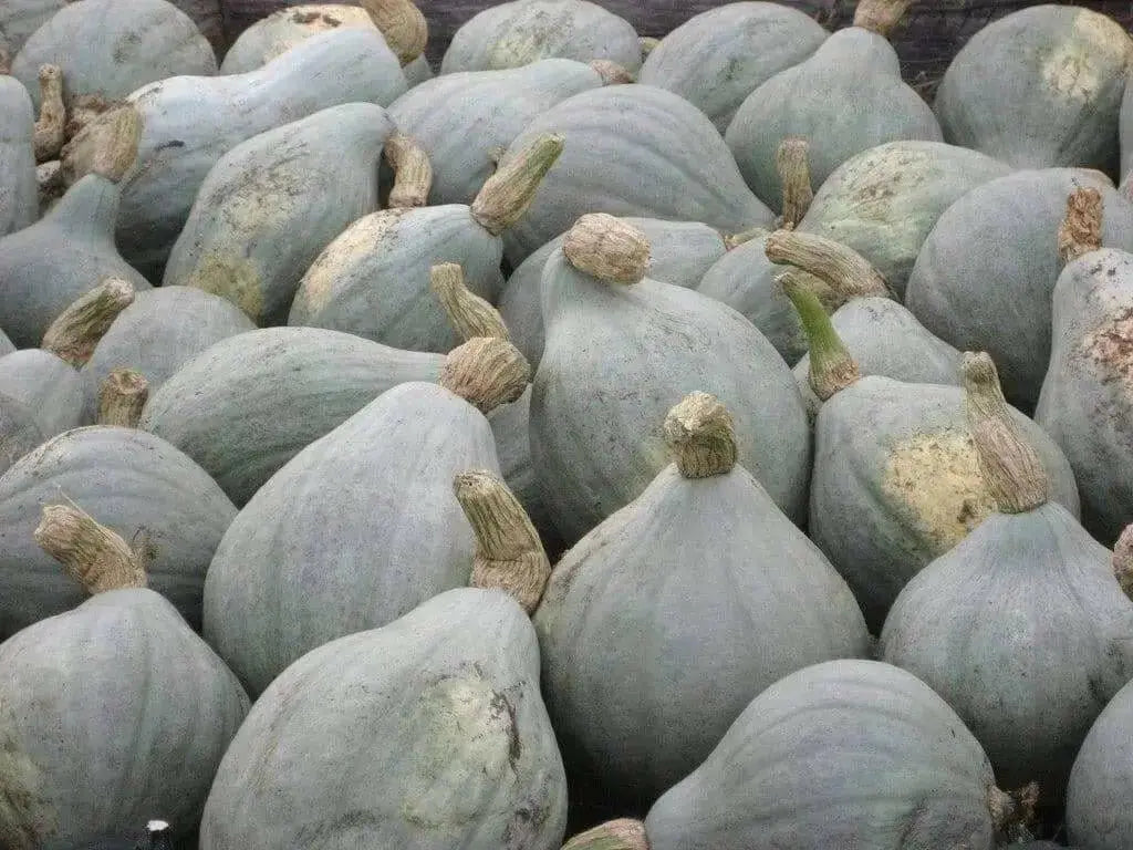 WINTER SQUASH