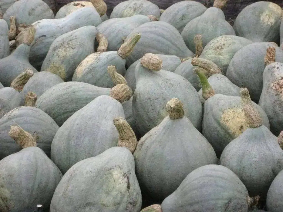 Blue Hubbard (Winter Squash) Seeds ,Fruit size: 15 to 30 pounds - Caribbean garden seed