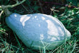 Blue Hubbard (Winter Squash) Seeds ,Fruit size: 15 to 30 pounds - Caribbean garden seed