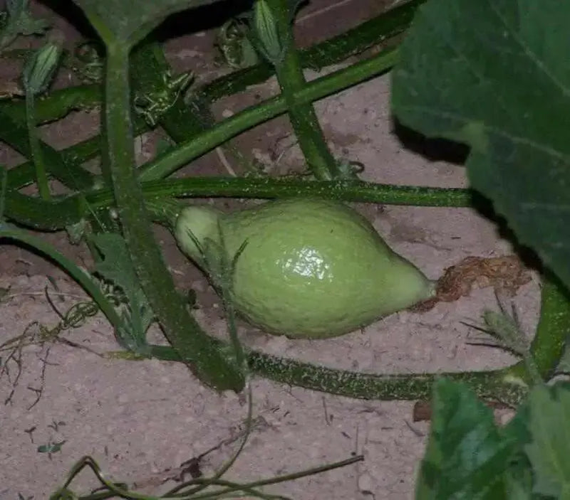 Blue Hubbard (Winter Squash) Seeds ,Fruit size: 15 to 30 pounds - Caribbean garden seed