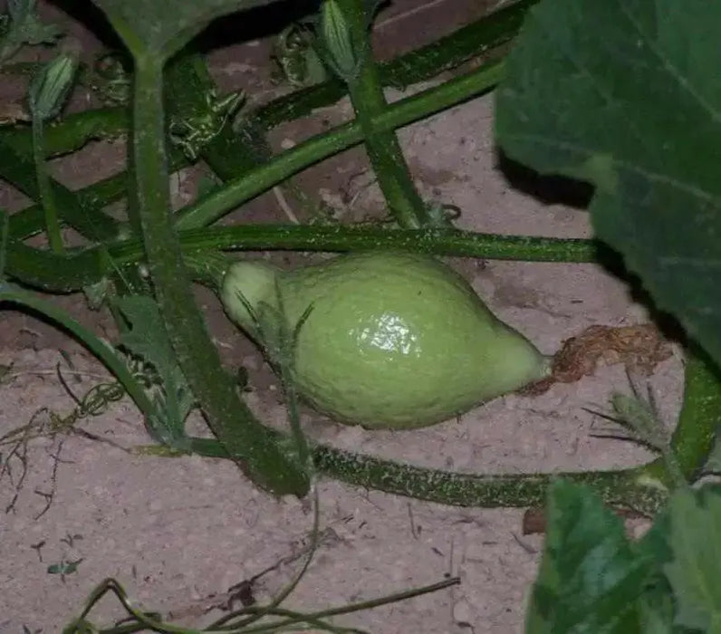 Blue Hubbard (Winter Squash) Seeds ,Fruit size: 15 to 30 pounds - Caribbean garden seed