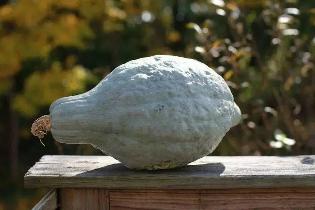 Blue Hubbard (Winter Squash) Seeds ,Fruit size: 15 to 30 pounds - Caribbean garden seed