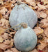 Blue Hubbard (Winter Squash) Seeds ,Fruit size: 15 to 30 pounds - Caribbean garden seed