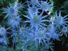 Blue Sea Holly FLOWERS , BAREROOT PLANT.
