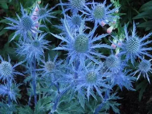 Blue Sea Holly FLOWERS , BAREROOT PLANT.