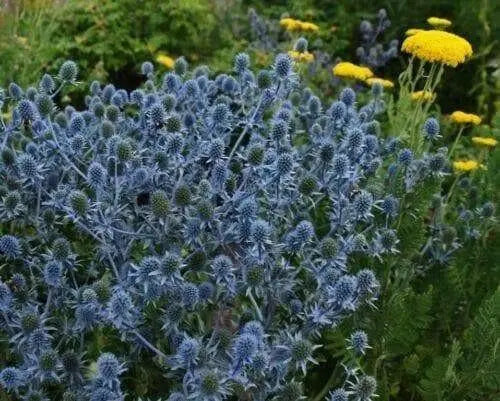 Blue Sea Holly FLOWERS , BAREROOT PLANT.