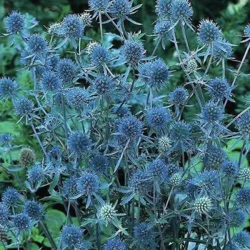 Blue Sea Holly FLOWERS , BAREROOT PLANT.