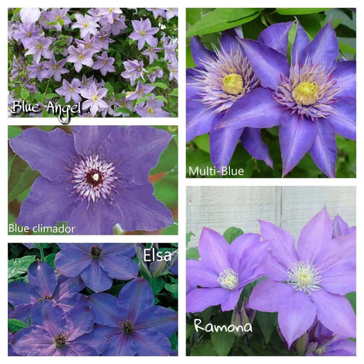 Blues Parade Clematis Mix, Early, Large-flowered Vine,Now Shipping ! - Caribbean garden seed