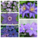 Blues Parade Clematis Mix, Early, Large-flowered Vine,Now Shipping ! - Caribbean garden seed