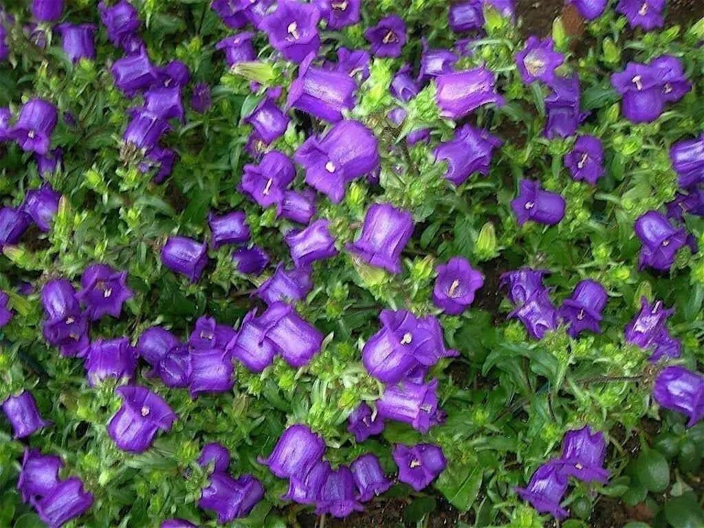 CAMPANULA