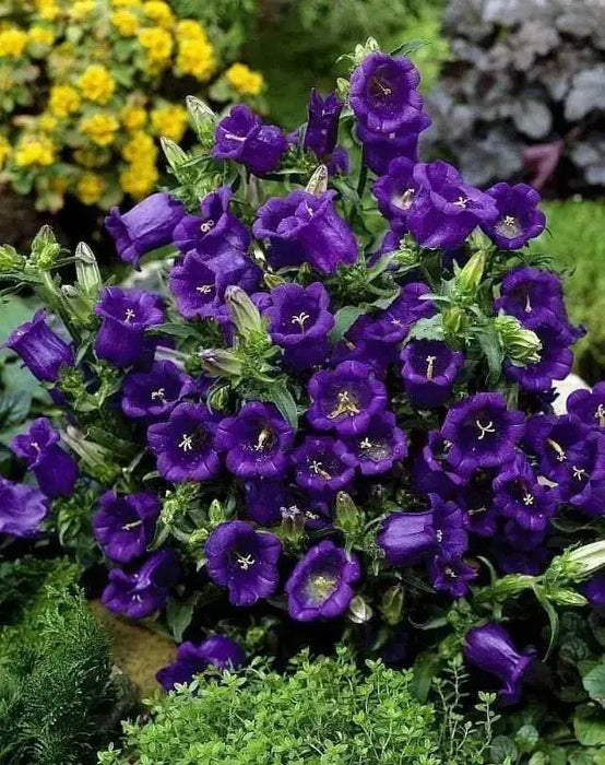 Blue single Canterbury Bells,CAMPANULA medium ,Cup and Saucer Seeds - Caribbean garden seed