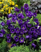 Blue single Canterbury Bells,CAMPANULA medium ,Cup and Saucer Seeds - Caribbean garden seed