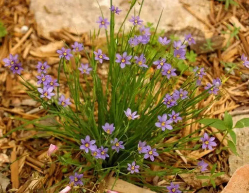 Blue-Eyed Grass Seeds,Ornamental Grass Seeds - - Caribbean garden seed