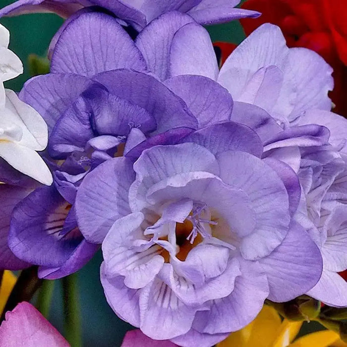 Blue Purple Freesia Bulbs-Double Blue Flowers (Fragrant)  Excellent cut flowers - Caribbean garden seed