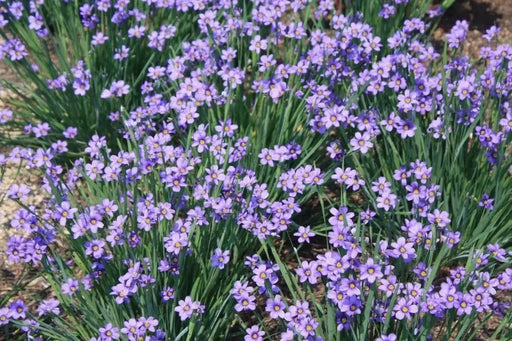 Blue-Eyed Grass Seeds,Ornamental Grass Seeds - - Caribbean garden seed