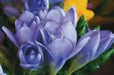 Blue Purple Freesia Bulbs-Double Blue Flowers (Fragrant)  Excellent cut flowers - Caribbean garden seed