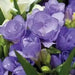 Blue Purple Freesia Bulbs-Double Blue Flowers (Fragrant)  Excellent cut flowers - Caribbean garden seed