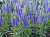 Blue SPEEDWELL(bulb/rhizome)Veronica Ulster flower. - Caribbean garden seed