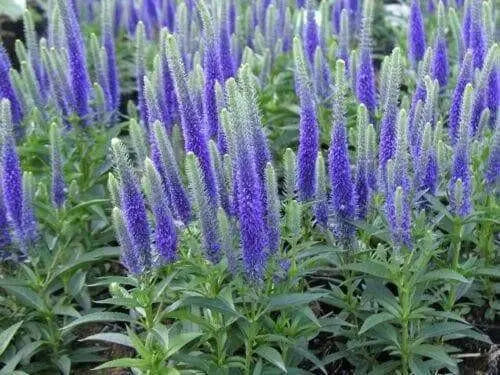 Blue SPEEDWELL(bulb/rhizome)Veronica Ulster flower. - Caribbean garden seed