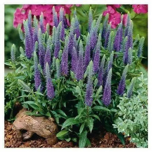 Blue SPEEDWELL(bulb/rhizome)Veronica Ulster flower. - Caribbean garden seed