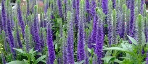 Blue SPEEDWELL(bulb/rhizome)Veronica Ulster flower. - Caribbean garden seed