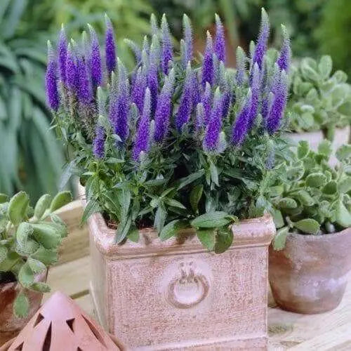 Blue SPEEDWELL(bulb/rhizome)Veronica Ulster flower. - Caribbean garden seed