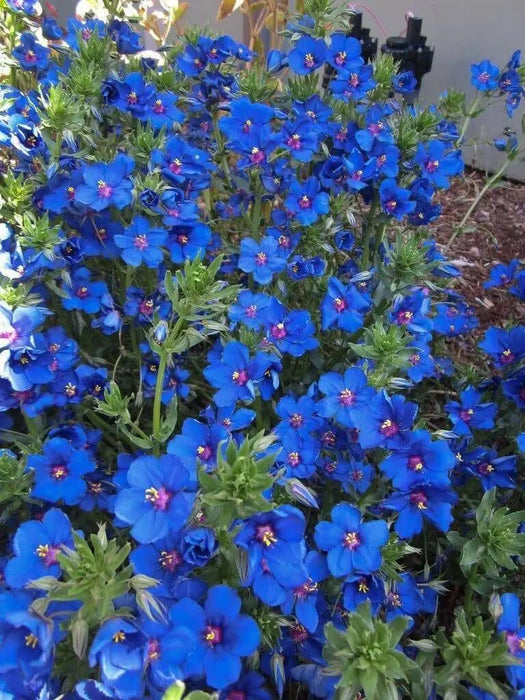 Blue Pimpernel  Seeds - Annual Flowers - Caribbean garden seed
