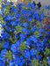 Blue Pimpernel  Seeds - Annual Flowers - Caribbean garden seed