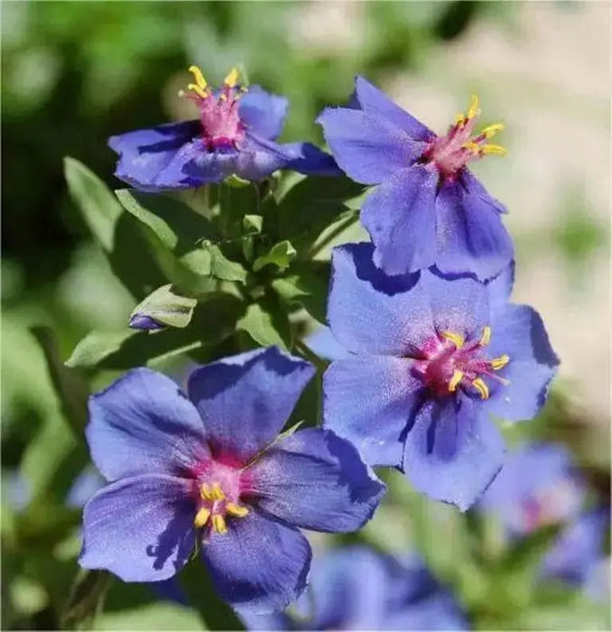 Blue Pimpernel  Seeds - Annual Flowers - Caribbean garden seed