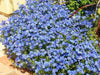 Blue Pimpernel  Seeds - Annual Flowers - Caribbean garden seed