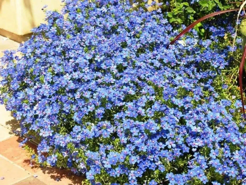 Blue Pimpernel  Seeds - Annual Flowers - Caribbean garden seed