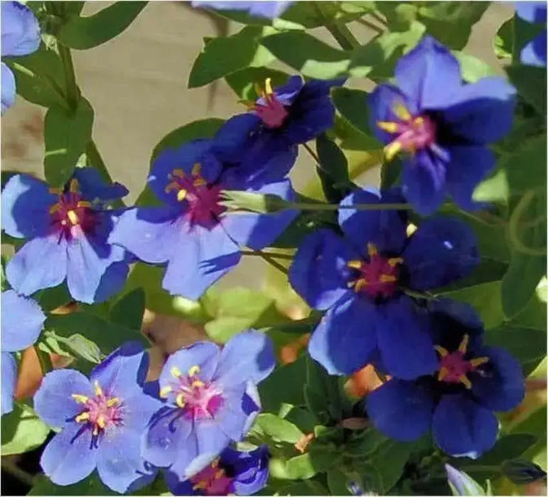 Blue Pimpernel  Seeds - Annual Flowers - Caribbean garden seed