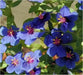 Blue Pimpernel  Seeds - Annual Flowers - Caribbean garden seed