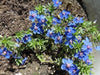 Blue Pimpernel  Seeds - Annual Flowers - Caribbean garden seed