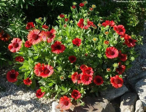 BLANKET FLOWERS SEED, PERENNIAL - Caribbean garden seed