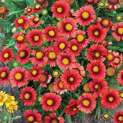 BLANKET FLOWERS SEED, PERENNIAL - Caribbean garden seed