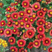 BLANKET FLOWERS SEED, PERENNIAL - Caribbean garden seed
